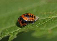 Harmonia axyridis / Asiatischer Marienkfer (gerade aus der Larvenhaut schlpfender Kfer) / Marienkfer - Coccinellidae - Coccinellinae