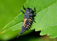 Harmonia axyridis / Asiatischer Marienkfer (Larve) / Marienkfer - Coccinellidae - Coccinellinae