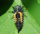 Harmonia axyridis / Asiatischer Marienkfer (Larve) / Marienkfer - Coccinellidae - Coccinellinae