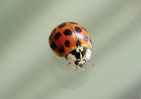 Harmonia axyridis / Asiatischer Marienkfer / Marienkfer - Coccinellidae - Coccinellinae