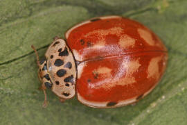 Harmonia quadripunctata / Kiefern-Marienkfer / Vierpunkt-Marienkfer / Marienkfer - Coccinellidae - Coccinellinae