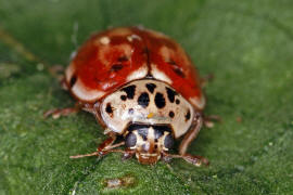 Harmonia quadripunctata / Kiefern-Marienkfer / Vierpunkt-Marienkfer / Marienkfer - Coccinellidae - Coccinellinae