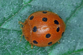 Henosepilachna argus / Zaunrben-Marienkfer / Marienkfer - Coccinellidae - Epilachninae