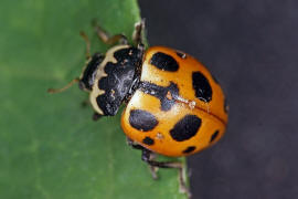 Hippodamia notata / Berg-Marienkfer / Marienkfer - Coccinellidae - Coccinellinae