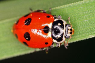 Hippodamia variegata (syn. Adonia variegata) / Vernderlicher Marienkfer / Variabler Flach-Marienkfer / Marienkfer - Coccinellidae - Coccinellinae