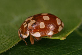 Myrrha octodecimguttata / Achtzehnfleckiger Marienkfer / Kiefernwipfel-Marienkfer / Marienkfer - Coccinellidae - Coccinellinae