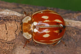 Myzia oblongoguttata / Lngsfleckiger Marienkfer / Lngsstreifiger Marienkfer / Marienkfer - Coccinellidae - Coccinellinae