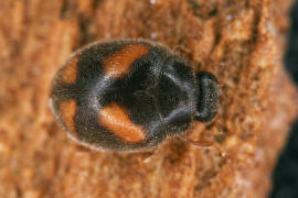 Nephus quadrimaculatus / Vierfleckiger Zwergmarienkfer / Marienkfer - Coccinellidae - Scymninae