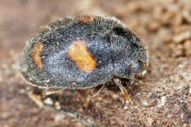 Nephus quadrimaculatus / Vierfleckiger Zwergmarienkfer / Marienkfer - Coccinellidae - Scymninae