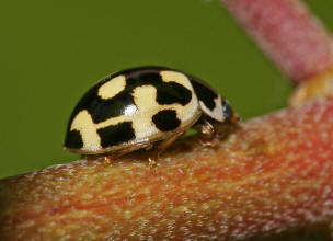 Propylea quatuordecimpunctata / Vierzehnpunkt Marienkfer / Marienkfer - Coccinellidae - Coccinellinae