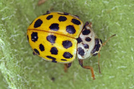 Psyllobora vigintiduopunctata / Zweiundzwanzigpunkt-Marienkfer / Marienkfer - Coccinellidae - Coccinellinae