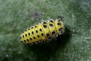 Psyllobora vigintiduopunctata / Zweiundzwanzigpunkt-Marienkfer / Marienkfer - Coccinellidae - Coccinellinae