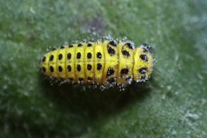 Psyllobora vigintiduopunctata / Zweiundzwanzigpunkt-Marienkfer / Marienkfer - Coccinellidae - Coccinellinae