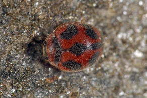 Novius cardinalis / Kardinal-Marienkfer / Vedalia-Marienkfer / Marienkfer - Coccinellidae - Ortaliinae