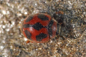 Novius cardinalis / Kardinal-Marienkfer / Vedalia-Marienkfer / Marienkfer - Coccinellidae - Ortaliinae