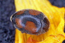 Scymnus frontalis / Trockenrasen-Zwergmarienkfer / Marienkfer - Coccinellidae - Scymninae