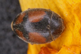 Scymnus frontalis / Trockenrasen-Zwergmarienkfer / Marienkfer - Coccinellidae - Scymninae