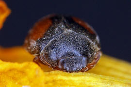 Scymnus frontalis / Trockenrasen-Zwergmarienkfer / Marienkfer - Coccinellidae - Scymninae