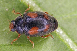 Scymnus frontalis / Trockenrasen-Zwergmarienkfer / Marienkfer - Coccinellidae - Scymninae