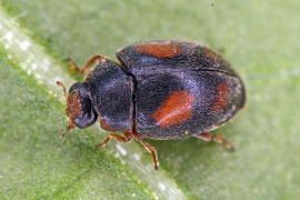 Scymnus frontalis / Trockenrasen-Zwergmarienkfer / Marienkfer - Coccinellidae - Scymninae