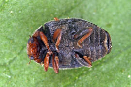 Scymnus frontalis / Trockenrasen-Zwergmarienkfer / Marienkfer - Coccinellidae - Scymninae