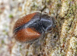 Scymnus suturalis / Gestreifter Kiefern-Zwergmarienkfer / Marienkfer - Coccinellidae - Scymninae