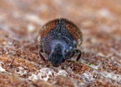 Scymnus suturalis / Gestreifter Kiefern-Zwergmarienkfer / Marienkfer - Coccinellidae - Scymninae