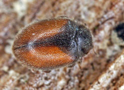 Scymnus suturalis / Gestreifter Kiefern-Zwergmarienkfer / Marienkfer - Coccinellidae - Scymninae