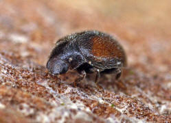 Scymnus suturalis / Gestreifter Kiefern-Zwergmarienkfer / Marienkfer - Coccinellidae - Scymninae