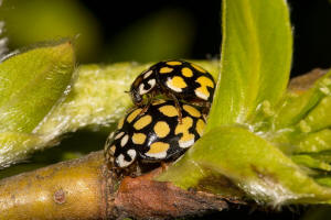 Sospita vigintiguttata / Schner Marienkfer / Marienkfer - Coccinellidae - Coccinellinae