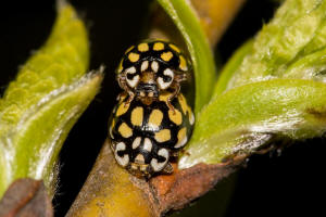 Sospita vigintiguttata / Schner Marienkfer / Marienkfer - Coccinellidae - Coccinellinae