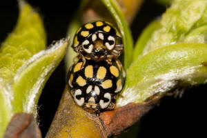 Sospita vigintiguttata / Schner Marienkfer / Marienkfer - Coccinellidae - Coccinellinae