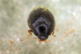 Stethorus punctillum / Schwarzer Kugelmarienkfer / Marienkfer - Coccinellidae - Scymninae