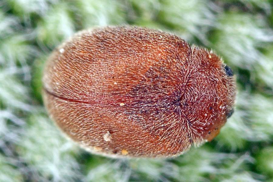 Scymnus abietis / Fichten-Kugelmarienkäfer / Marienkäfer - Coccinellidae - Scymninae