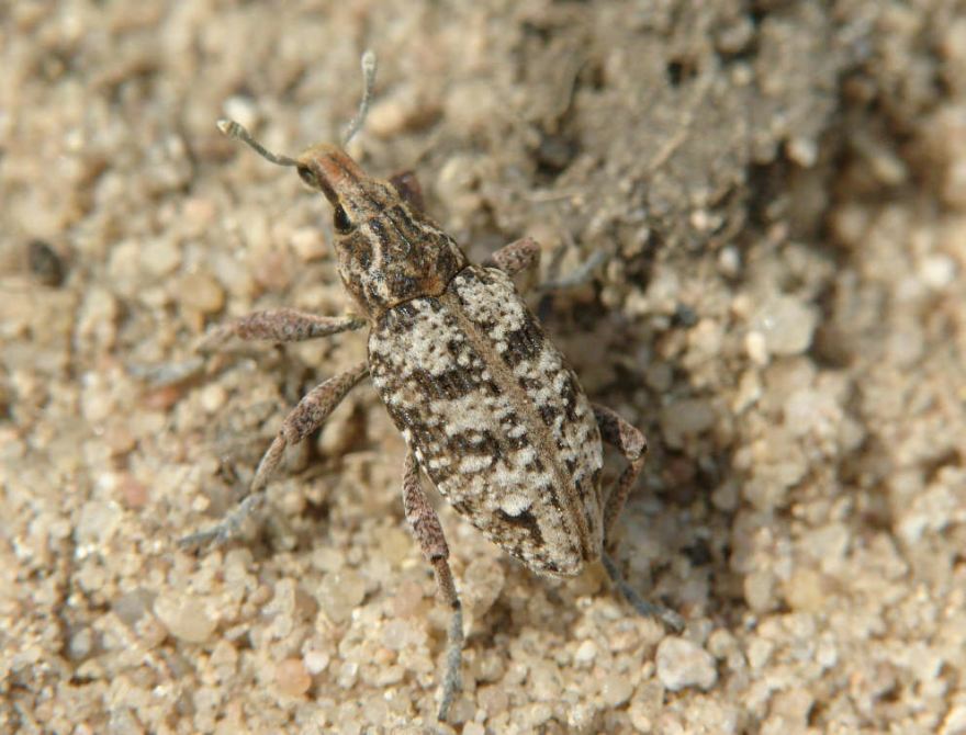 Coniocleonus hollbergi / Sand-Steppenrüssler / Rüsselkäfer - Curculionidae - Lixinae