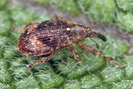 Anthonomus humeralis / Traubenkirschen-Bltenstecher / Rsselkfer - Curculionidae - Curculioninae