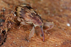 Anthonomus rectirostris (= Furcipus rectirostris) / Kirschkernstecher / Rüsselkäfer - Curculionidae - Curculioninae