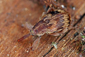 Anthonomus rectirostris (= Furcipus rectirostris) / Kirschkernstecher / Rsselkfer - Curculionidae - Curculioninae