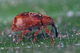 Anthonomus rufus / Schlehen-Bltenstecher / Rsselkfer - Curculionidae - Curculioninae