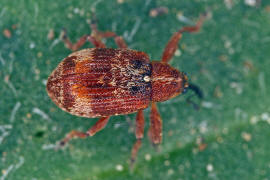 Anthonomus rufus / Schlehen-Bltenstecher / Rsselkfer - Curculionidae - Curculioninae