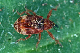 Anthonomus rufus / Schlehen-Bltenstecher / Rsselkfer - Curculionidae - Curculioninae