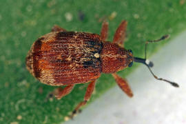 Anthonomus rufus / Schlehen-Bltenstecher / Rsselkfer - Curculionidae - Curculioninae