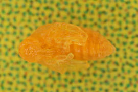 Anthonomus rufus / Schlehen-Bltenstecher (Puppe)  / Rsselkfer - Curculionidae - Curculioninae