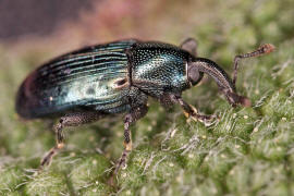 Baris coerulescens / Glnzender Zahnrssler / Rsselkfer - Curculionidae - Baridinae