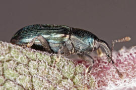 Baris coerulescens / Glnzender Zahnrssler / Rsselkfer - Curculionidae - Baridinae