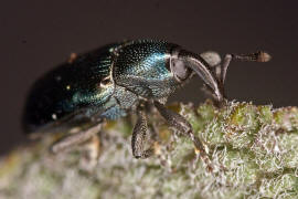 Baris coerulescens / Glnzender Zahnrssler / Rsselkfer - Curculionidae - Baridinae