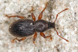 Barypeithes pellucidus / Schimmernder Trgrssler / Rsselkfer - Curculionidae - Entiminae