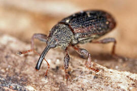 Bradybatus kellneri / Breiter Ahorn-Fruchtstecher / Curculionidae - Rsselkfer