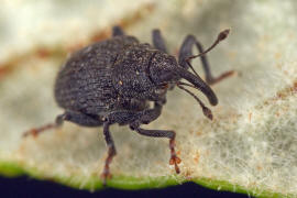 Ceutorhynchus alliariae / Knoblauchrauken-Kleinrssler / Rsselkfer - Curculionidae - Ceutorhynchinae