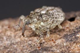 Ceutorhynchus pallidactylus / Gefleckter Kohltriebrssler / Familie: Rsselkfer - Curculionidae - Ceutorhynchinae